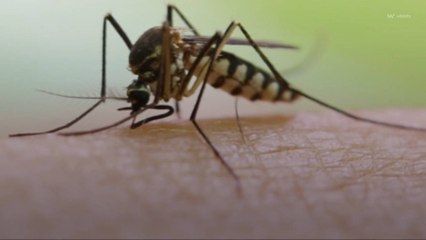 Estudio: Los mosquitos se están adaptando para evitar los pesticidas