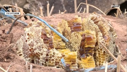 황토로 밀봉한 벌집을 열어본 자연인! 리얼 꿀맛 자연산 꿀의 황홀한 자태 공개