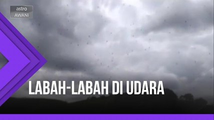Labah-labah di udara