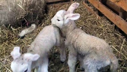 Border Leicester rare breed lambs