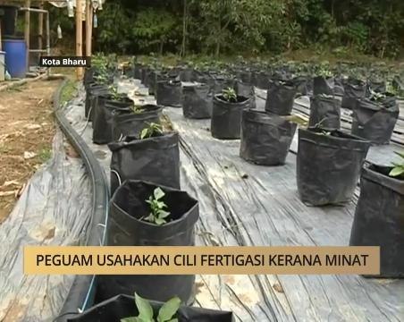 AWANI - Kelantan: Peguam usahawan cili fertigasi kerana minat