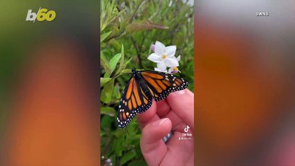 Man Raises Monarch Butterflies and Captures Their Incredible Metamorphosis on Video