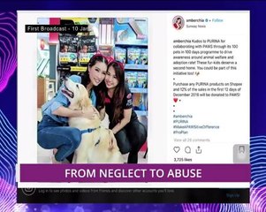 Animals - From Neglect to Abuse