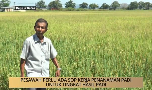AWANI - Pulau Pinang: Pesawah perlu ada SOP kerja penanaman padi untuk tingkat hasil padi