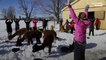 Alpacas join Canadians in a yoga class in freezing temperatures