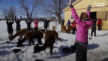 Alpacas join Canadians in a yoga class in freezing temperatures