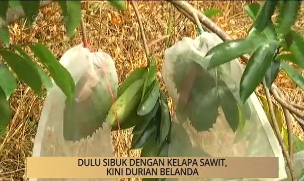 AWANI - Kelantan: Dulu sibuk dengan kelapa sawit, kini durian belanda