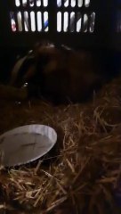 Blossom the Badger  by  Foyle Wildlife Rescue