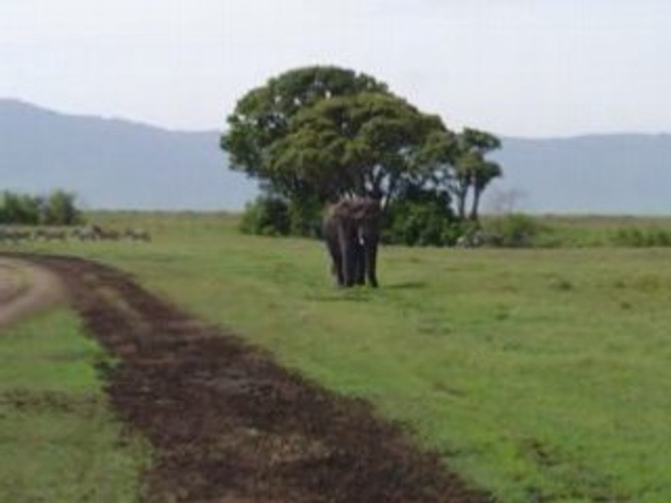 Elephant dans le cratére