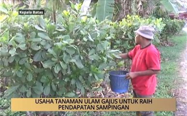 AWANI - P. Pinang: Usaha tanam Ulam Gajus untuk raih pendapatan sampingan