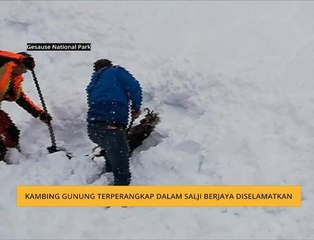 #Bualan 10 Jan: Kambing gunung terperangkap dalam salji berjaya diselamatkan
