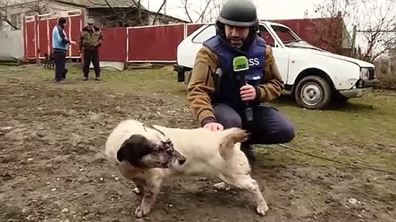 While no people were in injured in Ukrainian military shelling of Veselya Gora, this friendly yard dog was.