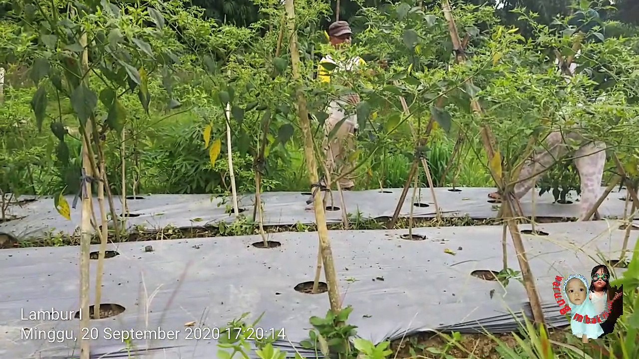 Panen cabai