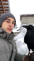 Crow Mimics Human by Diving into the Snow