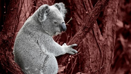 Australia encara el riesgo de extinción de los koalas