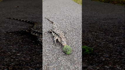 Argentine Tegu Takes on Tennis Ball
