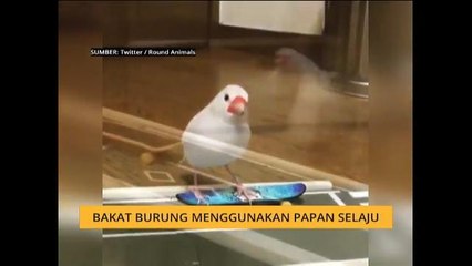 #Bualan 7 Jan: Bakat burung menggunakan papan selaju