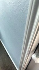 Frenchie Does Not Like the Cold