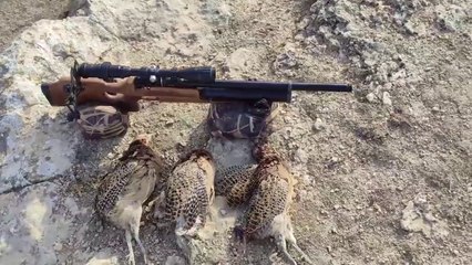 Beautiful wild chicken hunting with PCP gun