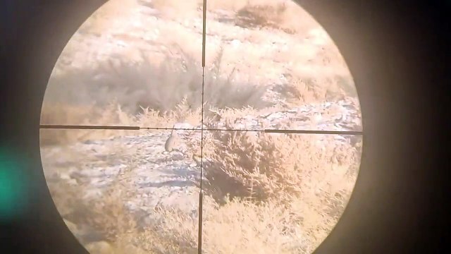 Partridge hunting with PCP air rifle