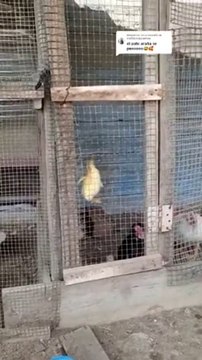 Ce bébé canard est prêt à tout pour sortir de l'enclos...