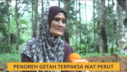 Penoreh getah terpaksa ikat perut