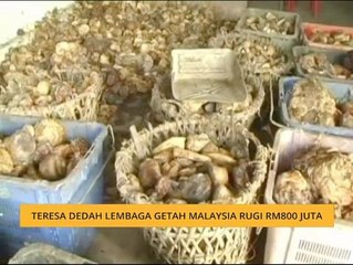 Teresa dedah Lembaga Getah Malaysia rugi RM800 juta
