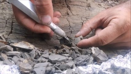 El reino de los dinosaurios acabó en primavera