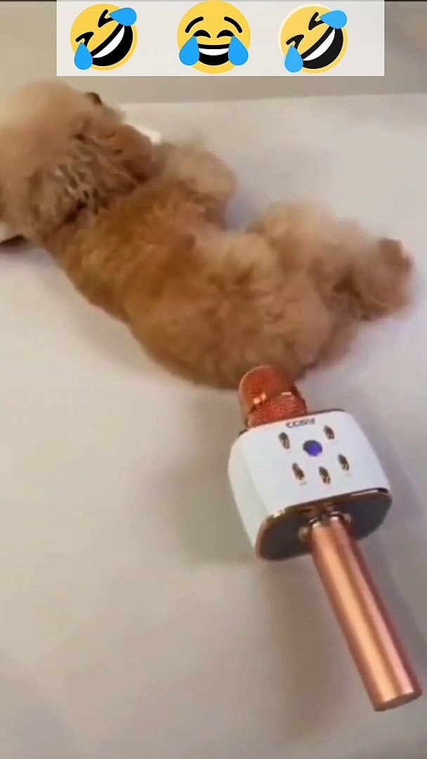 ⁣Smart Dogs | funnydog  #shorts #pets youtube shorts #