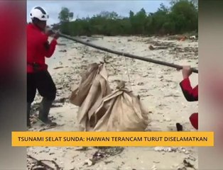 Teh Tarik AWANI 29 Dis: Tsunami Selat Sunda - Haiwan terancam turut diselamatkan