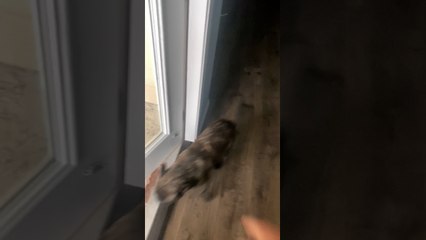 Frenchie Does Not Like the Cold