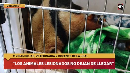 “Los animales lesionados no dejan de llegar”