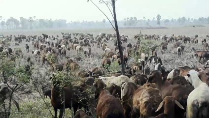 Free to Use Nature Videos with High Quality - Part 11 (No Sound)