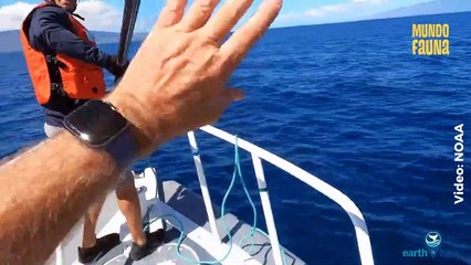 Rescatistas liberan a una ballena enredada con desechos mientras nadaba junto a su cría