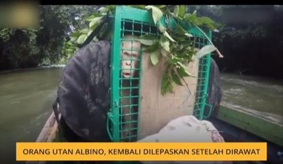 #Bualan 22 Dis: Orang Utan Albino, kembali dilepaskan setelah dirawat