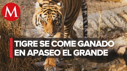 Continúa alerta por presencia de tigre en Apaseo el Grande