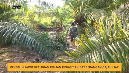 Pekebun sawit kerugian ribuan ringgit akibat serangan gajah liar