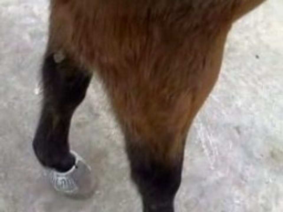 balzac cheval SF jambette 1ere fois