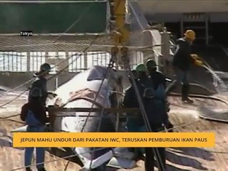 Jepun mahu undur dari pakatan IWC, teruskan pemburuan ikan paus