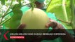 Mantap! Mengolah Lahan Jadi Kebun Melon Hidroponik
