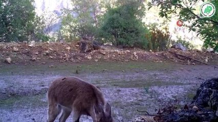 Yaban hayatı foto-kapanlara yansıdı