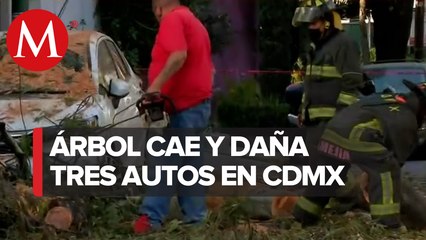 En CdMx, cae un árbol de 15 metros en la colonia Lindavista