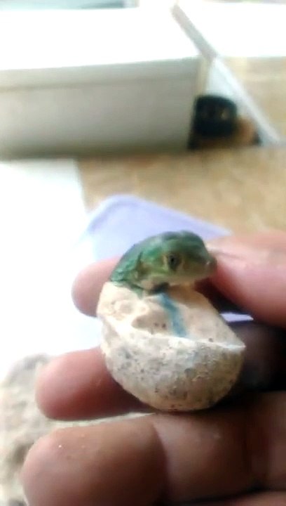Iguana Eggs Hatch