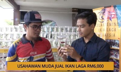 SME: Usahawan muda jual ikan laga RM6,000