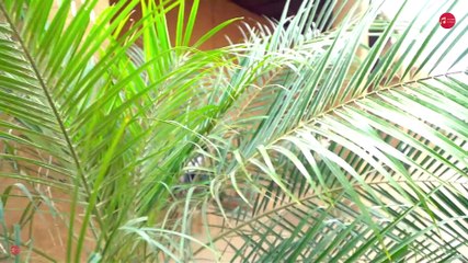 लुगड़ी Komal Mewati (4k video song Mewati )sahun Khan __ new Mewati songs 2022