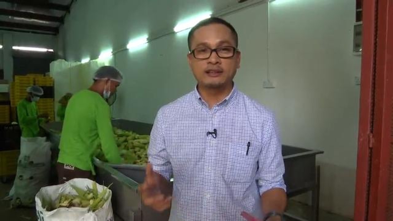 Ikon Agro: Produk agro sumber eksport negara