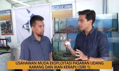 SME: Usahawan muda eksploitasi pasaran udang karang dan ikan kerapu (Siri 1)