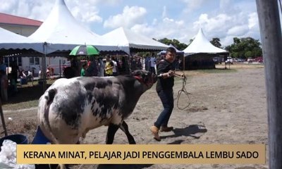 AWANI - Terengganu: Kerana minat, pelajar jadi penggembala 'Lembu Sado'