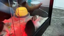 The foster kittens with cat flu are being isolated in a make-shift incubator