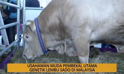 SME: Usahawan muda pembekal utama genetik lembu sado di Malaysia
